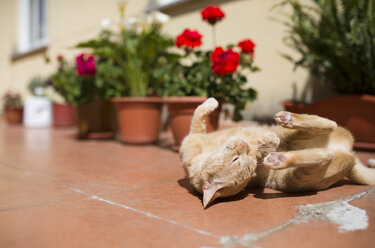 Cat rolling around on a terrace on sunny day - RAEF001154