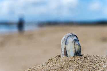 Portugal, Algarve, Muschel am Strand, Nahaufnahme - FRF000427