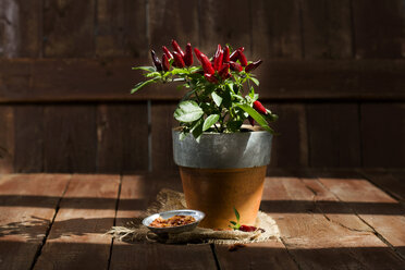 Potted chilli pepper - MAEF011607