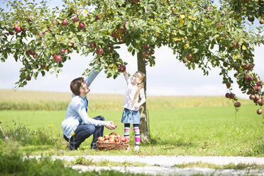 Kleines Mädchen und Vater pflücken Äpfel vom Baum - MAEF011608