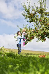 Little girl and father picking apples from tree - MAEF011610