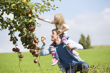 Kleines Mädchen pflückt einen Apfel vom Baum, Mädchen sitzt auf den Schultern des Vaters - MAEF011611