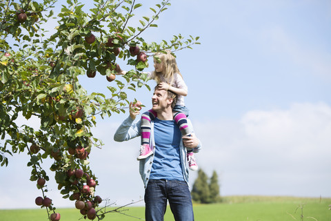 Kleines Mädchen pflückt einen Apfel vom Baum, Mädchen sitzt auf den Schultern des Vaters, lizenzfreies Stockfoto