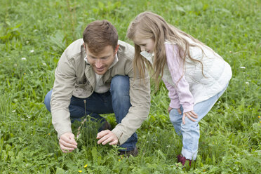 Father and daughter picking wildflowers in meadow - MAEF011625