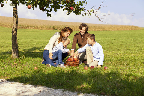 Familie erntet Äpfel auf einer ländlichen Wiese, lizenzfreies Stockfoto