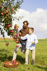 Vater mit zwei Söhnen erntet Äpfel auf einer ländlichen Wiese - MAEF011637