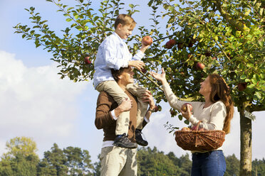 Familie pflückt Äpfel vom Baum - MAEF011640