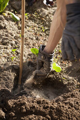 Männerhände säen im Garten - NDF000582