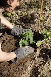 Männerhände beim Pflanzen von Tomatenpflanzen im Garten - NDF000583