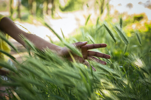 Hand of woman touching grasses - GIOF001022