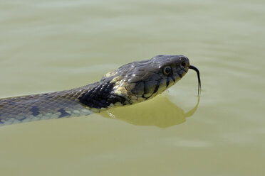 Porträt einer schwimmenden Ringelnatter - MJOF001167