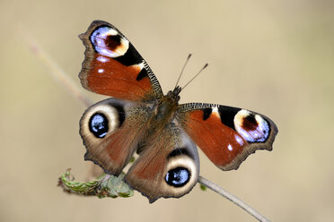 Europäischer Pfau - MJOF001169