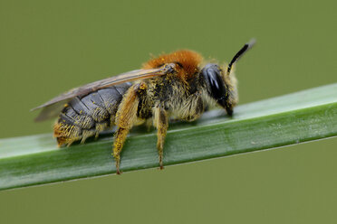 Andrena haemorrhoa - MJOF001170