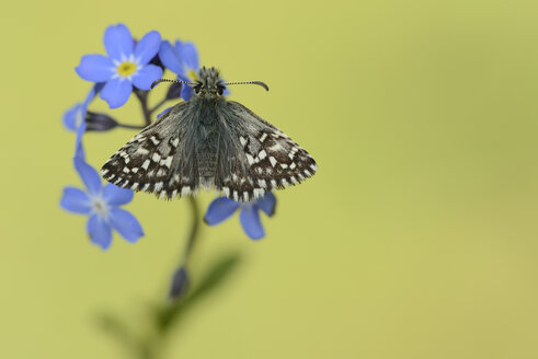 Grizzly-Skipper - MJOF001174