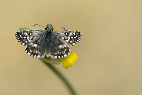 Grizzly-Skipper - MJOF001175