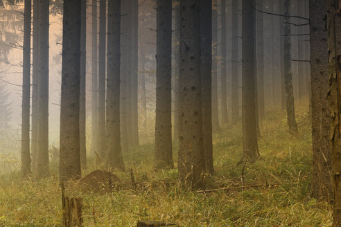 Österreich, Steiermark, Pernegg an der Mur, Grazer Bergland, Kiefernwald - GFF000576