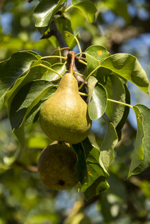 Ripe pear on pear tree - JUNF000525