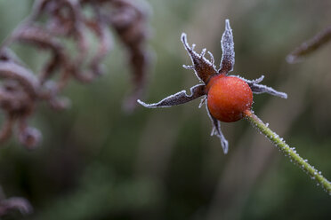 Red berry in winter, frost - JUNF000527