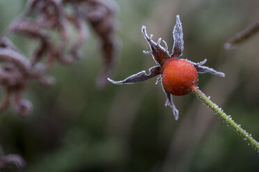 Rote Beeren im Winter, Frost - JUNF000527