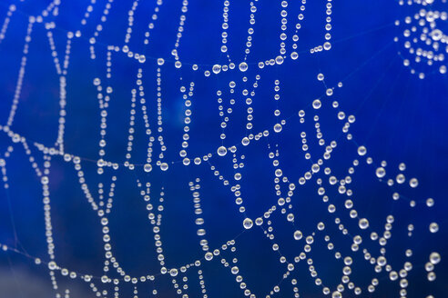 Spinnennetz und Wassertropfen, Nahaufnahme - JUNF000530