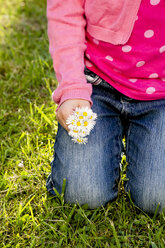 Kleines Mädchen hält Gänseblümchen in den Händen, Nahaufnahme - LVF004873
