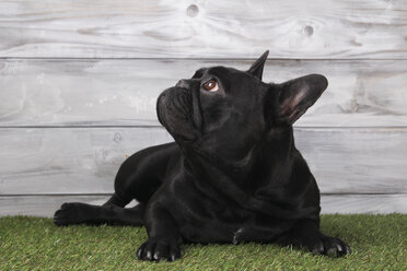 Black French bulldog lying on grass - RTBF000198