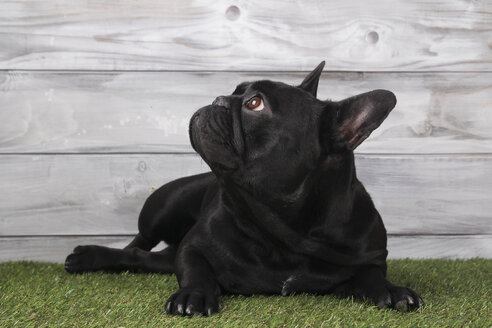 Schwarze französische Bulldogge im Gras liegend - RTBF000198