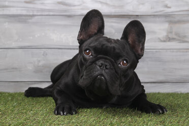 Portrait of black French bulldog lying on grass - RTBF000199