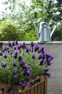 Blossoming lavender on balcony - JFEF000795