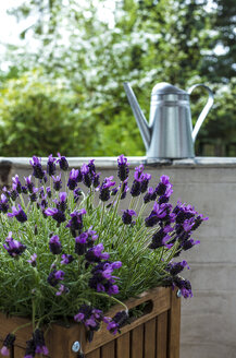Blühender Lavendel auf dem Balkon - JFEF000795