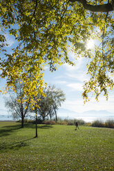 Germany, Lake Chiemsee, Seebruck, trees at the lakeside - HAMF000192