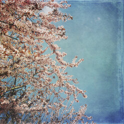 Cherry blossom in spring - LVF004890