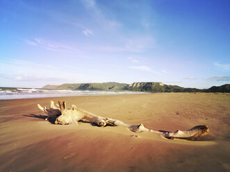 Neuseeland, Nordinsel, Ostkap, Region Te Araroa, Treibholz am Strand, Südpazifik - GWF004696