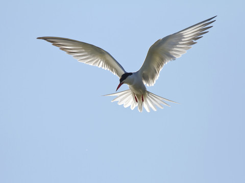 Flussseeschwalbe, Sterna hirundo, lizenzfreies Stockfoto