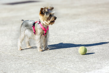 Porträt eines Yorkshire Terriers, der vor einem Ball steht - MGOF001834