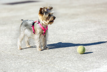 Portrait of Yorkshire Terrier standing in front of a ball - MGOF001834