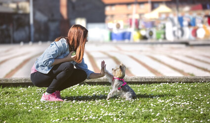 Young woman playing with her Yorkshire Terrier on a meadow - MGOF001837
