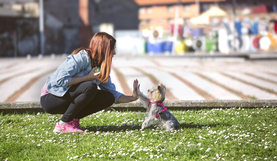 Junge Frau spielt mit ihrem Yorkshire Terrier auf einer Wiese - MGOF001837