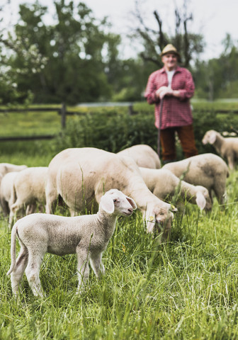 Shepherd with flock of sheep on pasture stock photo