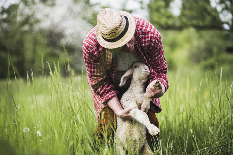 Schafhirte untersucht Lamm auf der Weide, lizenzfreies Stockfoto