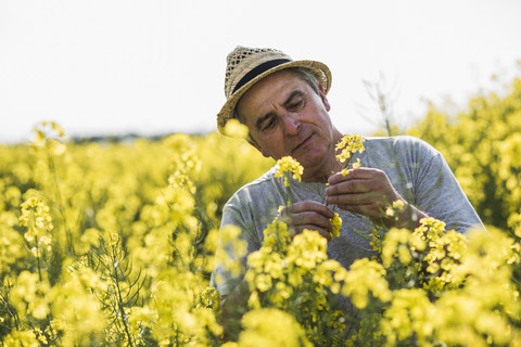 Landwirt auf dem Feld bei der Prüfung der Rapsblüte, lizenzfreies Stockfoto
