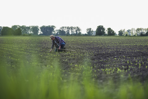 Landwirt auf einem Feld bei der Prüfung der Ernte, lizenzfreies Stockfoto