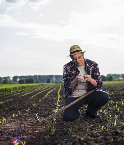 Landwirt auf einem Feld bei der Prüfung der Ernte, lizenzfreies Stockfoto