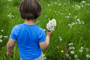 Kleiner Junge pflückt Löwenzahn auf einer Wiese - VABF000500