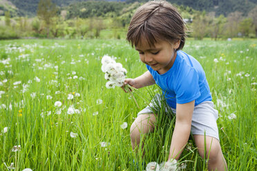 Little boy picking dandelions on meadow - VABF000501