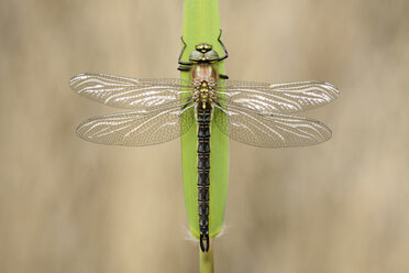 Hairy dragonfly - MJOF001179