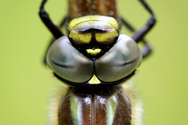 Augen der Behaarten Heidelibelle - MJOF001180