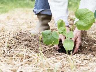 Ältere Frau pflanzt Zucchini in einem Gemüsegarten - HAWF000909