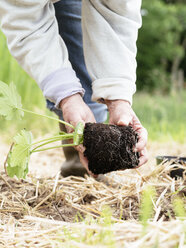 Senior woman planting zucchini in a vegetable garden - HAWF000910