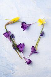 Heart shaped of daffodils, muscari and crocus - MYF001488
